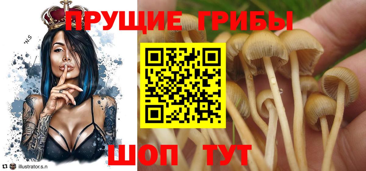 Галлюциногенные грибы GOLDEN TEACHER  Вход с VPN  Будённовск 